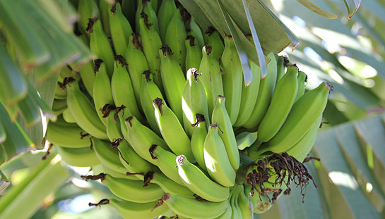 Organic Hawaiian Bananas