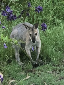 red neck wallaby