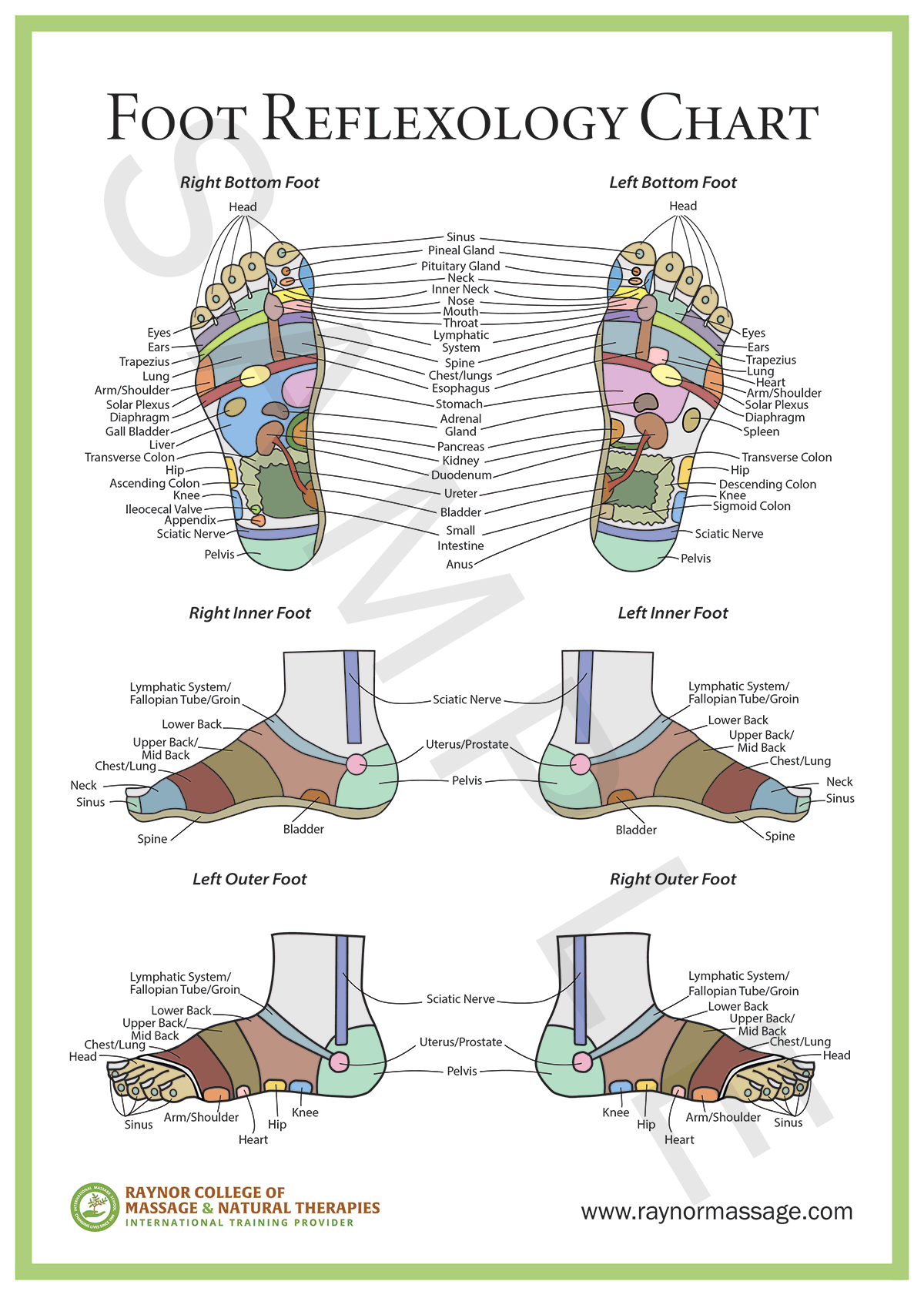 Foot Reflexology Raynor Massage Poster NZD